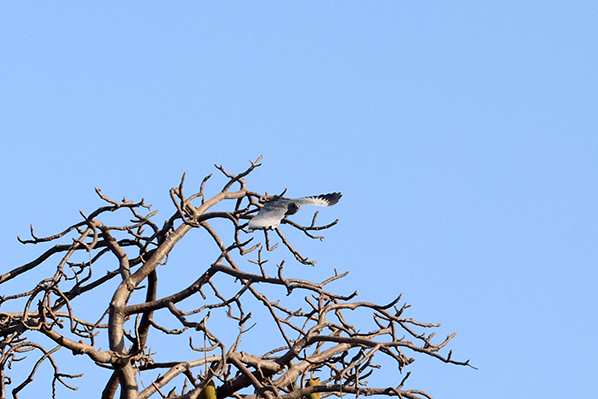Dark Chanting Goshawk